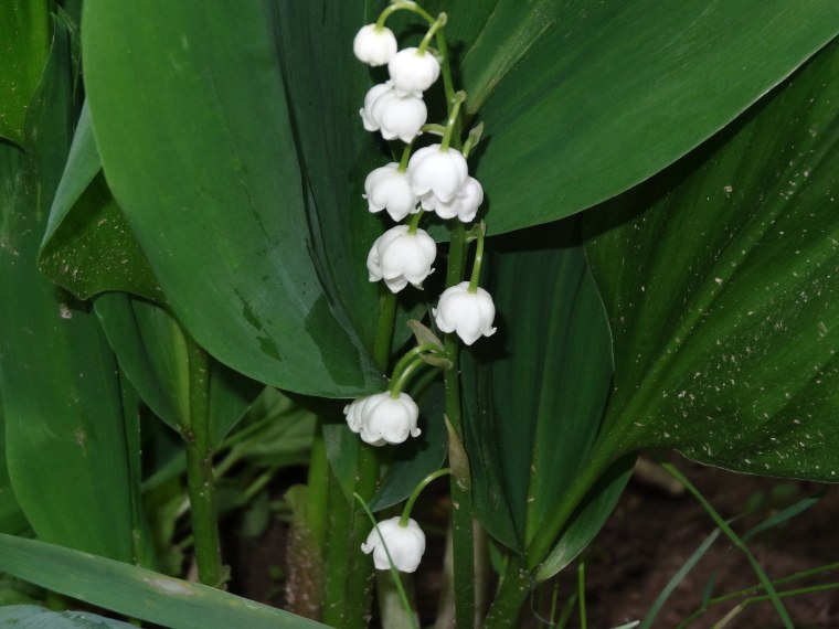Группа колокольчики в детском саду