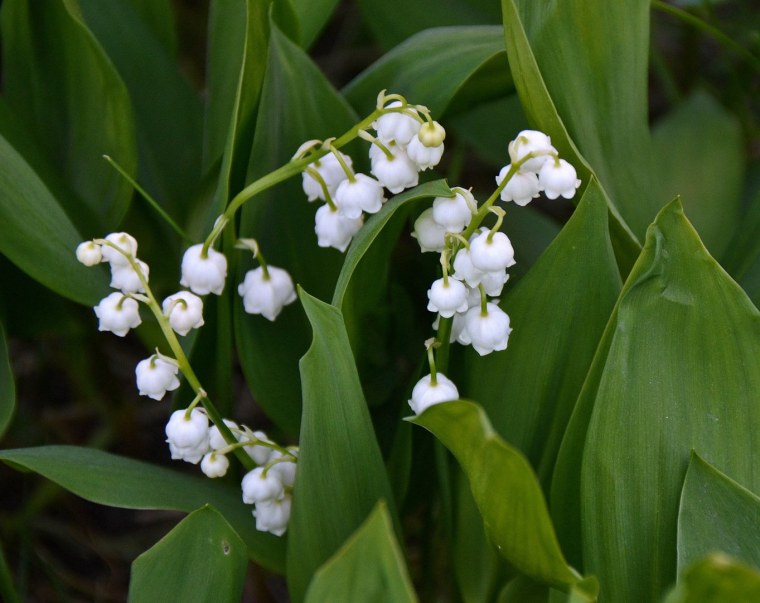 Концерт название СКА