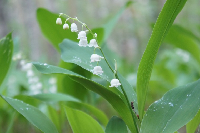 Ландыш Майский