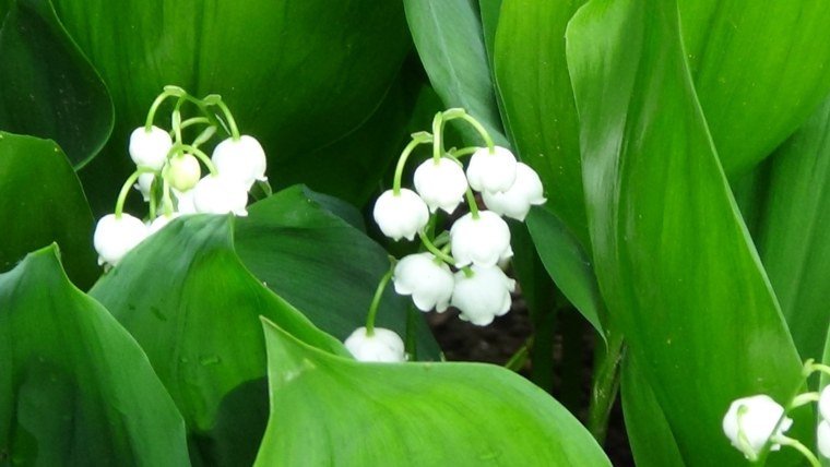 С праздником весны