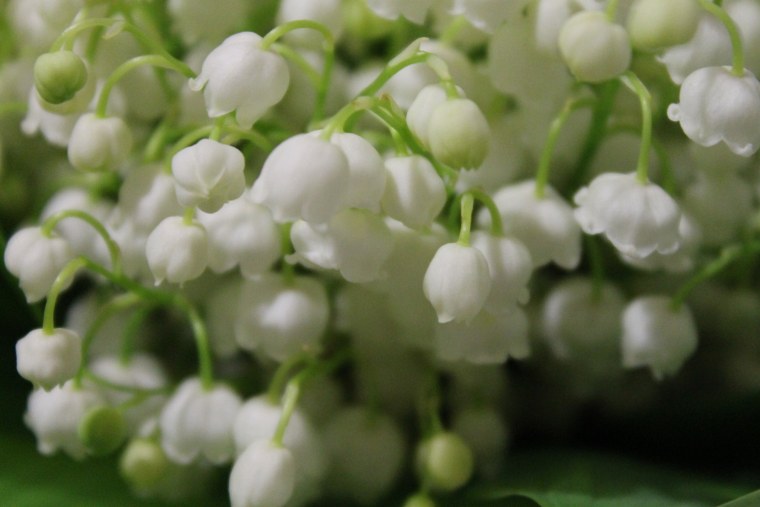 Доброе утро Ландыши