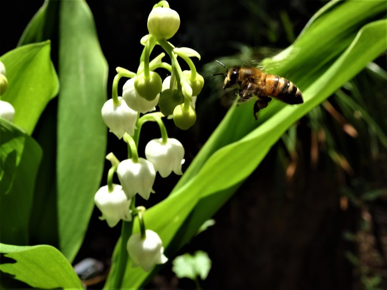 Ландыши венки