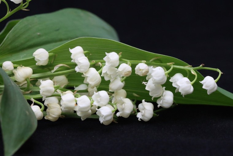 Альпийский Ландыш