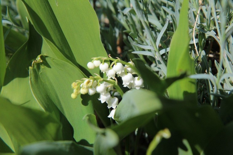 Ретро фото ст Ландыш