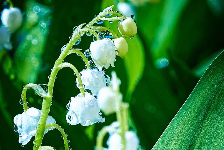 Ландыш махровый