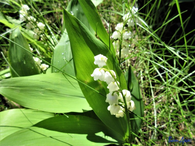 Радар-детектор Megaforcer z-11st