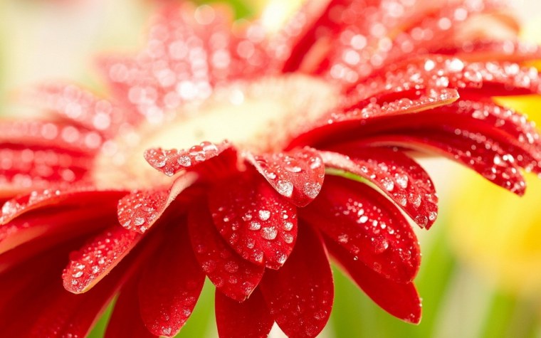 Красивые обои на рабочий стол