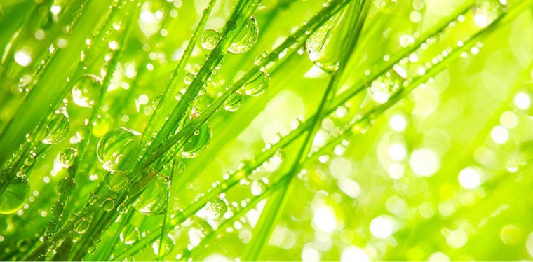 Фотообои зелень