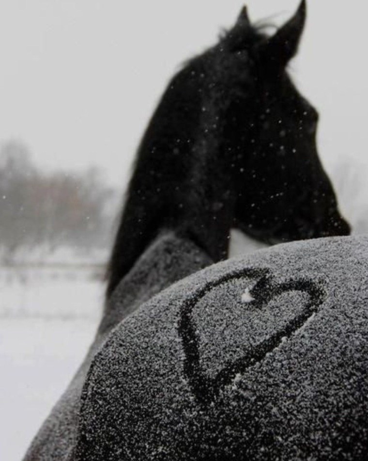 Лошадь на аву