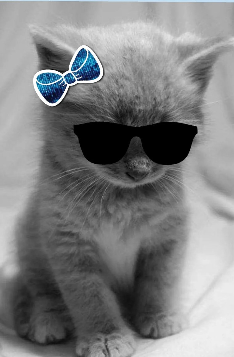 Красивые кошки крутые