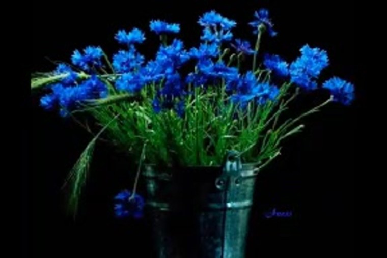 Цветы васильки букет