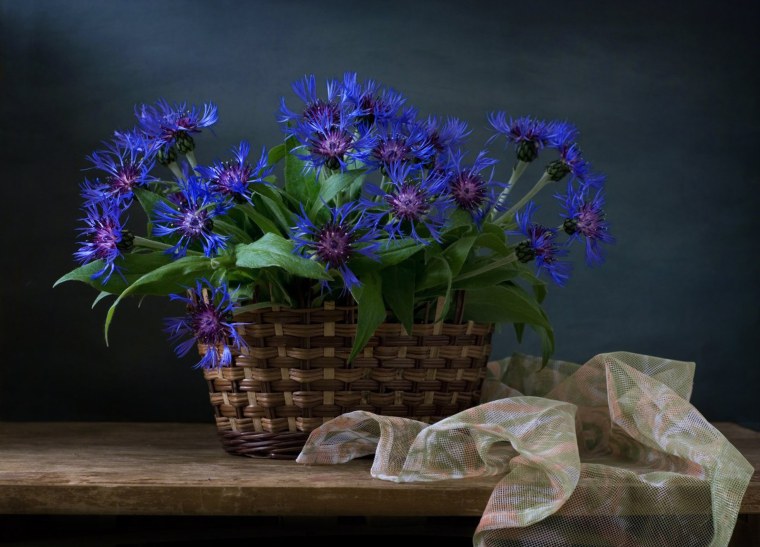 Васильки фото