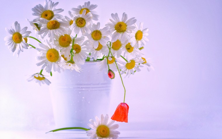 Букет ромашек