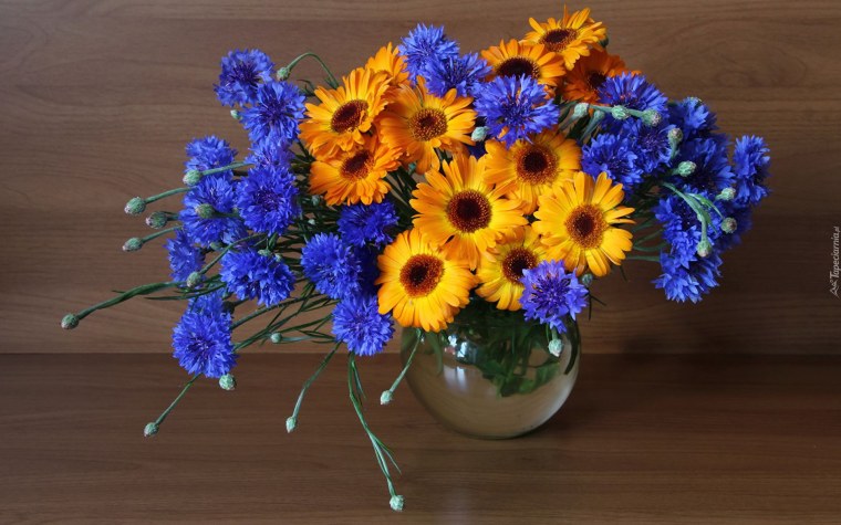 Полевые цветы