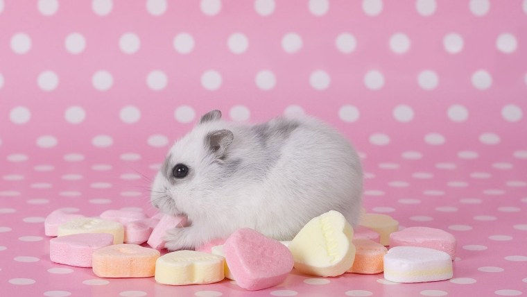 Джунгарский розовый хомячок