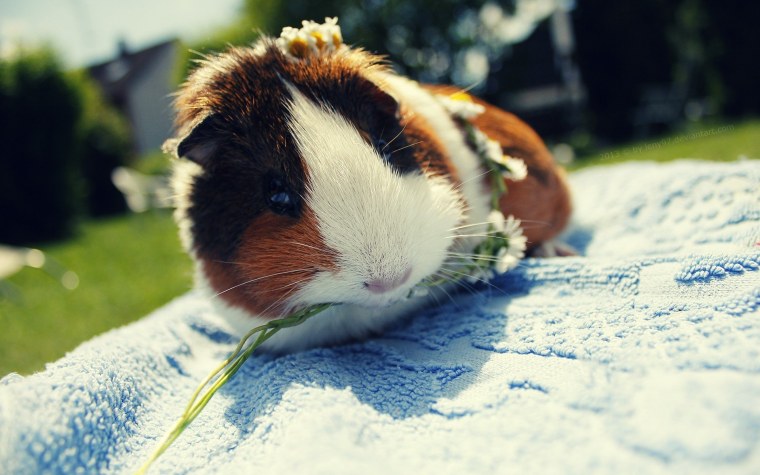 Морская Свинка Крестет