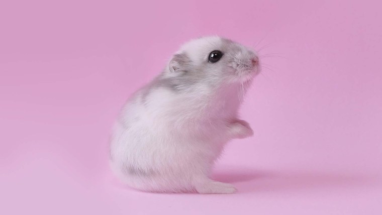 Обои с хомяками