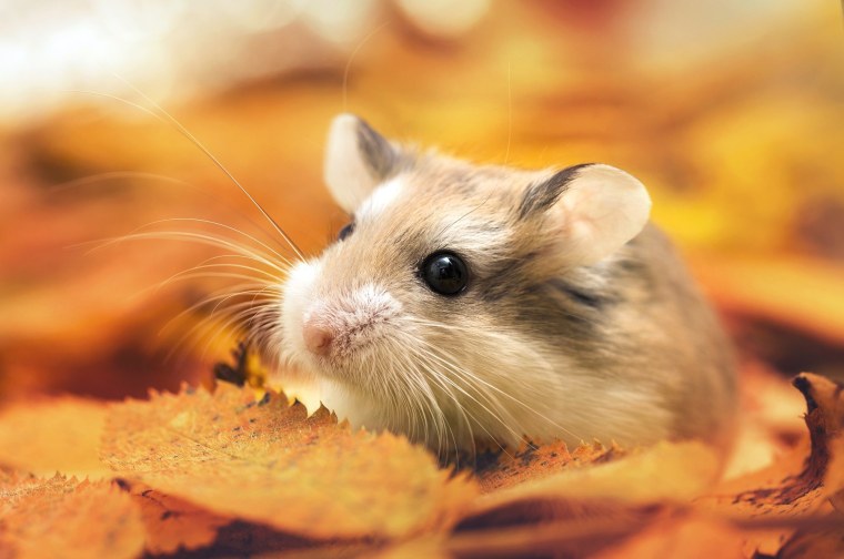 Милый хомяк арт