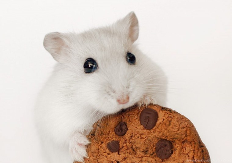 Милые хомяки