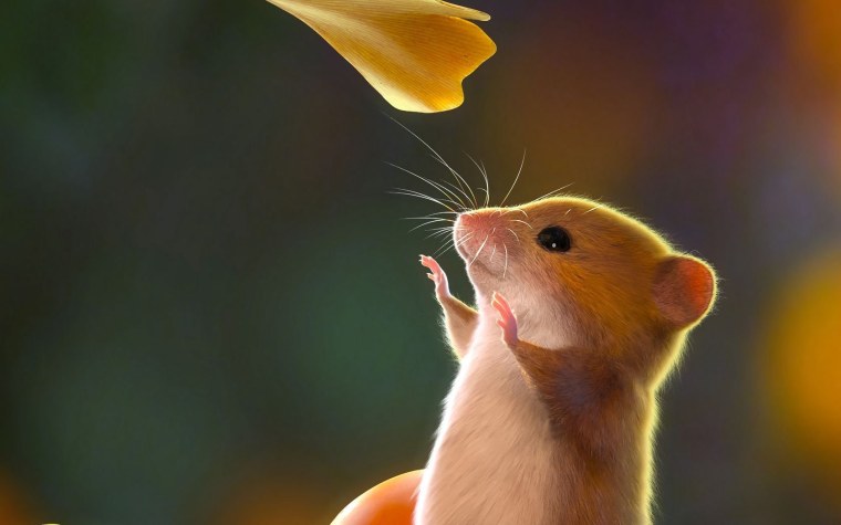 Желтая мышь