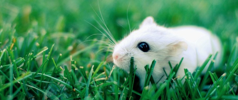 Хомячок от японского художника