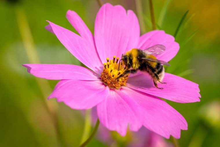 Пчелка на цветочке