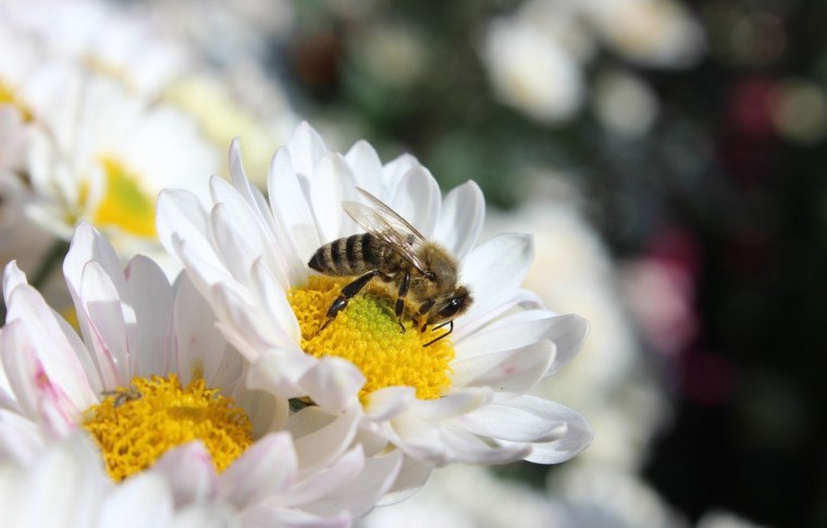 Пчела на цветке макро