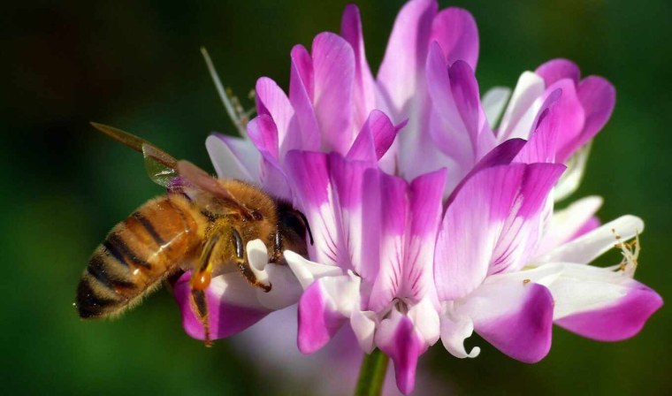 Пчела над цветком