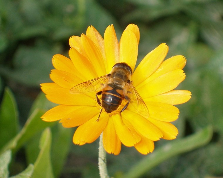 Медоносную астру