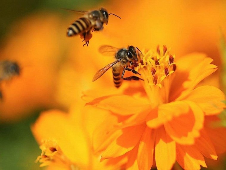 Пчелки на цветах