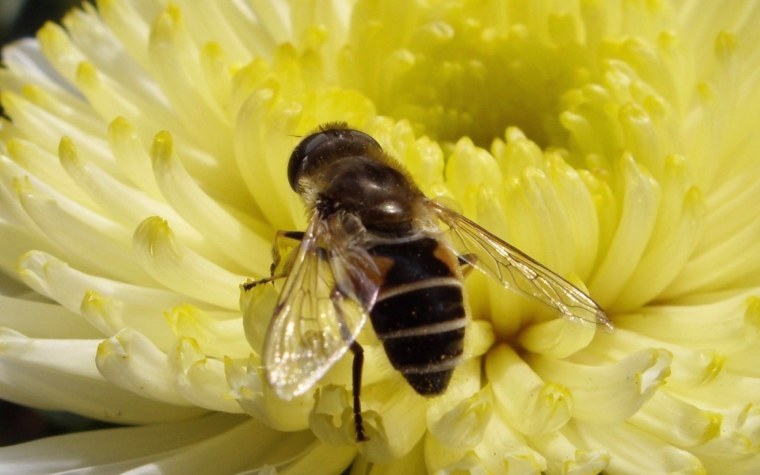 Пчела на цветке