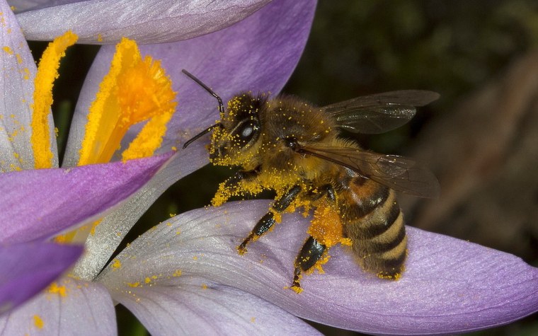 Пчелки на цветах