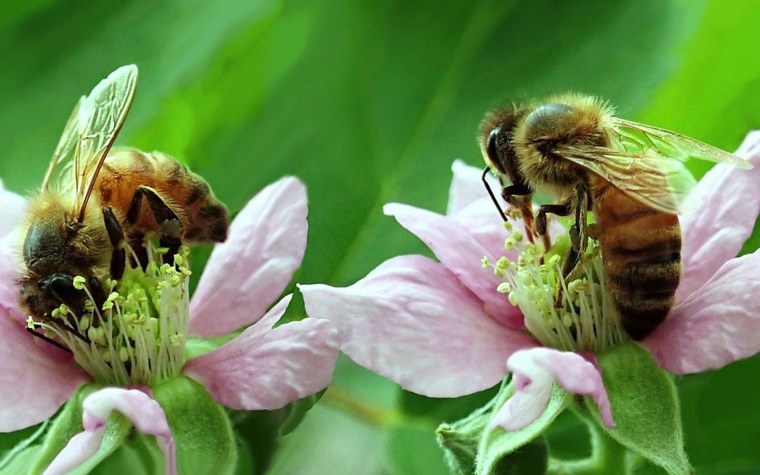 Пчелки на цветах