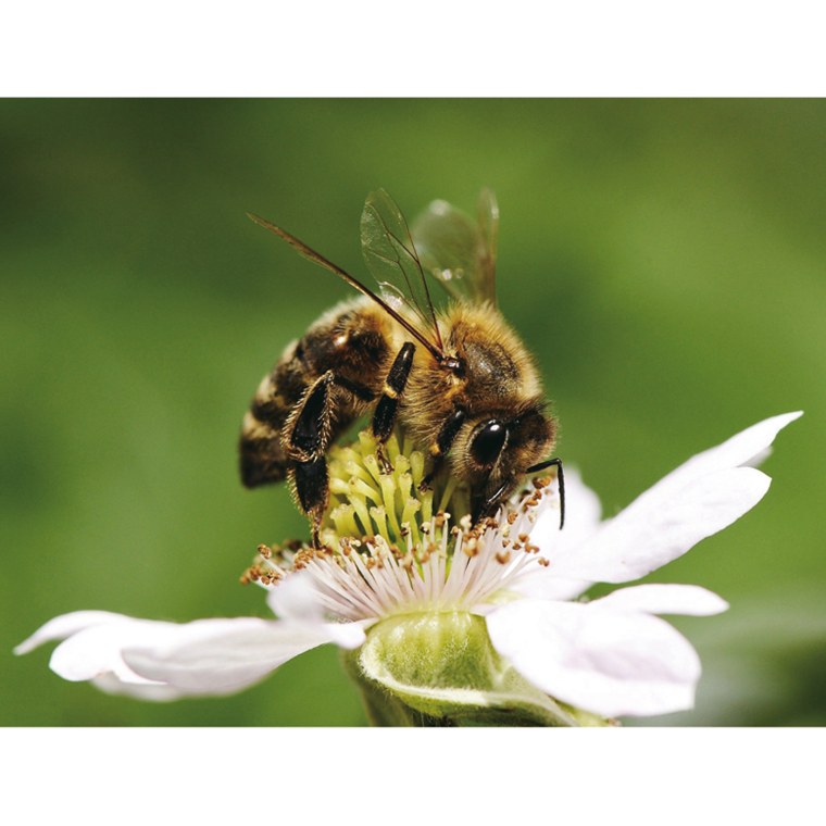 Пчела на цветке