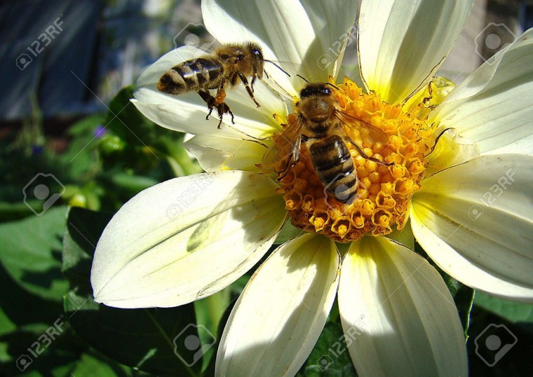 Пчелки на цветах