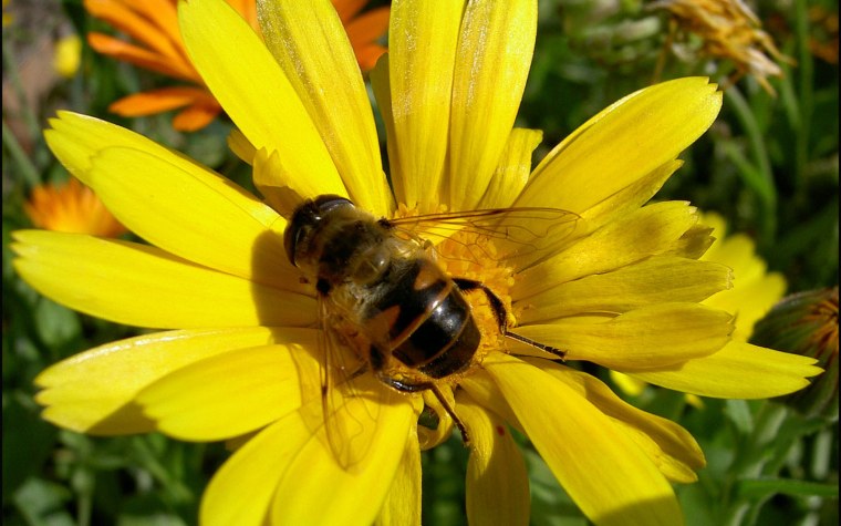 Пчела на цветке