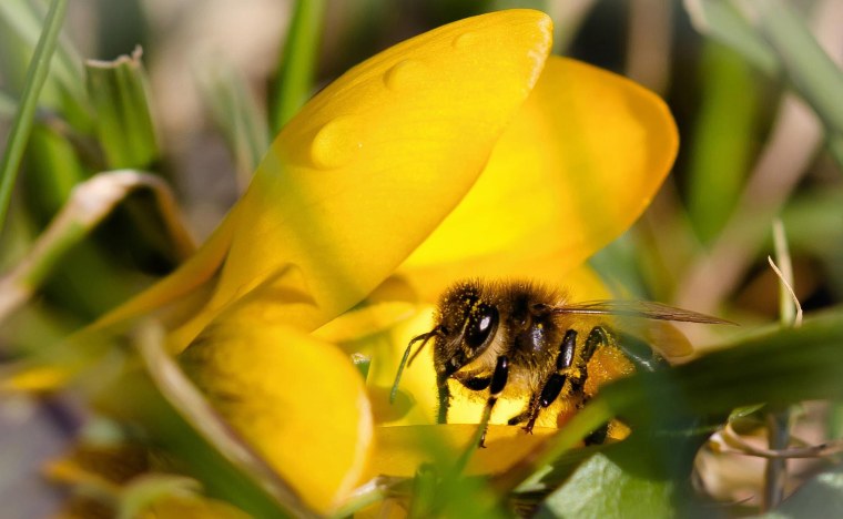 Пчёлка на цветке