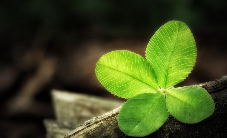 Обои Клевер четырёхлистник