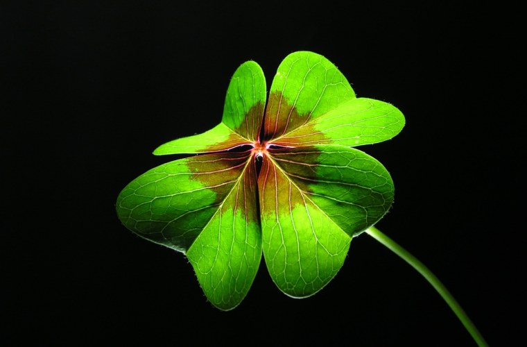 Клевер на счастье