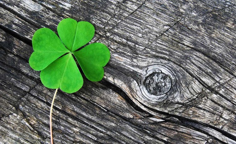 Клевер на сером фоне