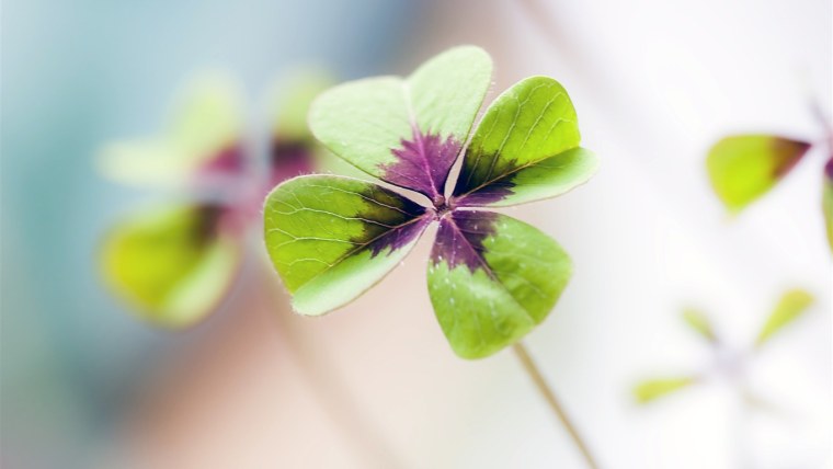 Фон Клевер четырехлистник