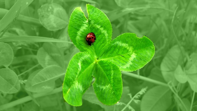 Божья коровка на клевере