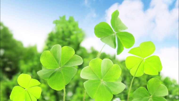 Четырёхлистный Клевер символ успеха