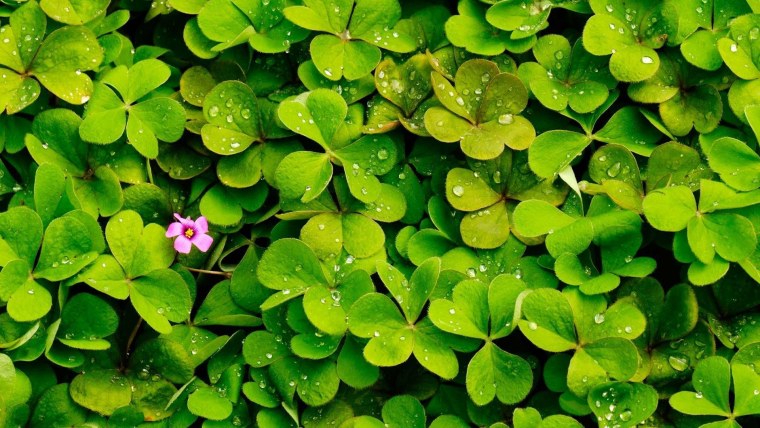 Фон Клевер четырехлистный