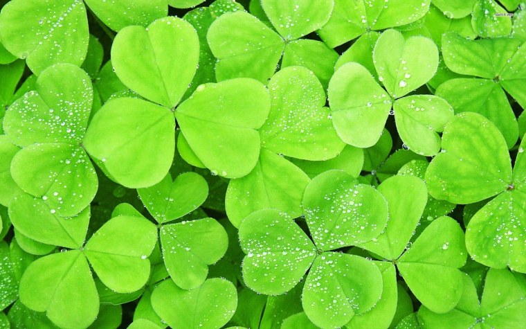 Зеленый Клевер четырехлистный