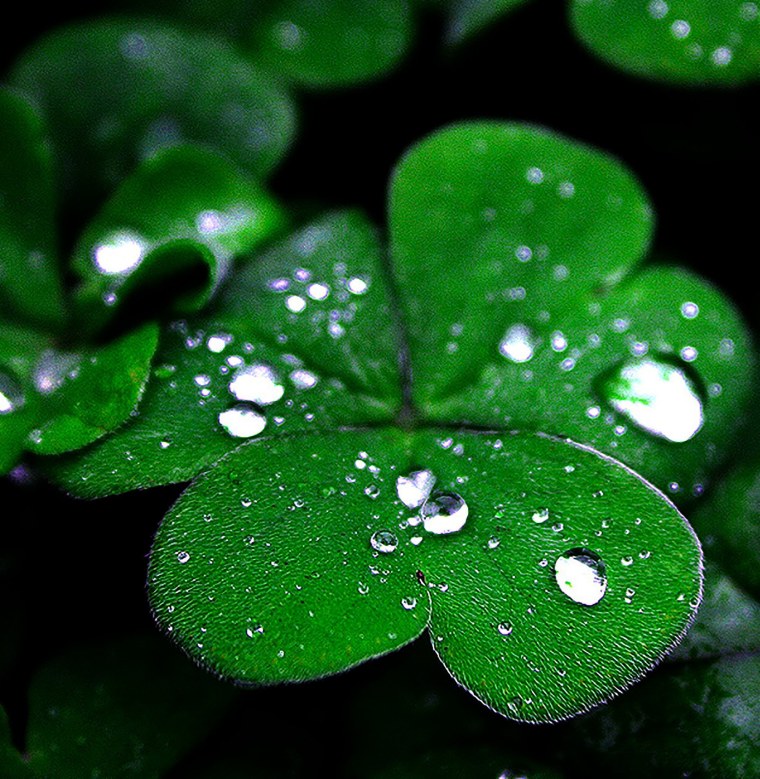 Четырёхлистный Клевер символ