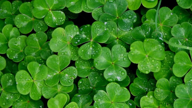 Четырехлистный Клевер на удачу