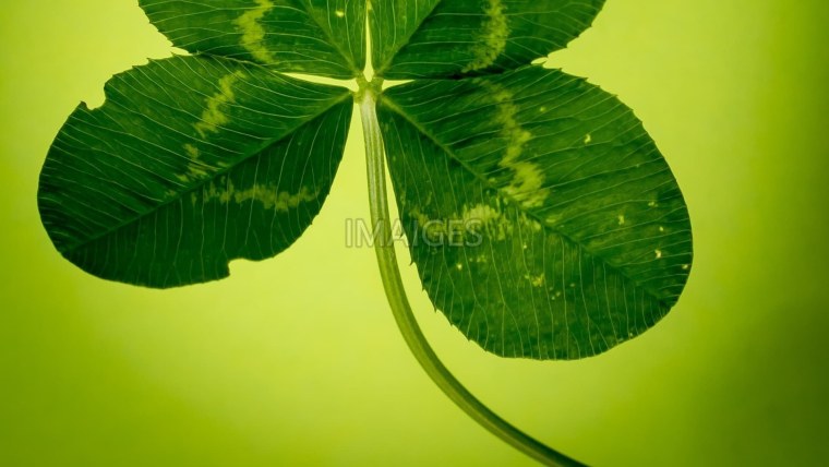 Фортуна Клевер