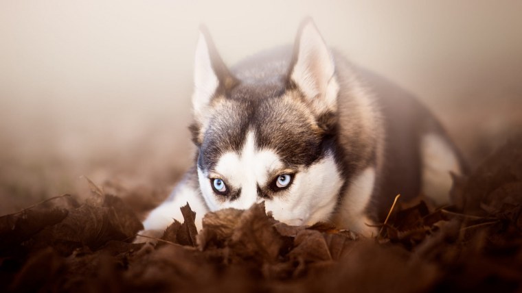 Злая собака Сибирская хаски