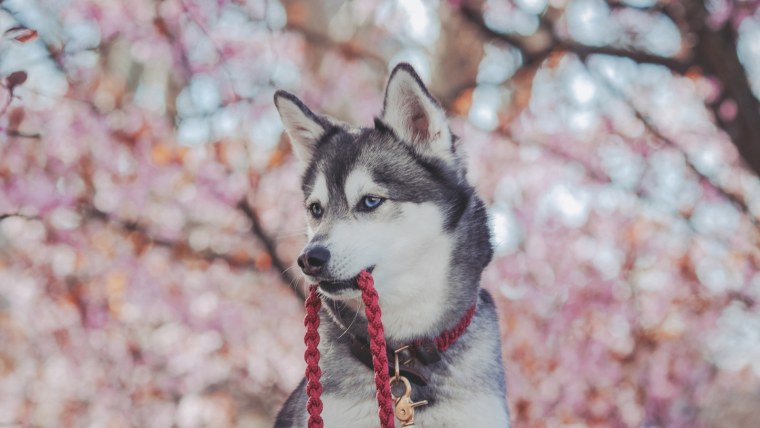 Сибирские хаски весной